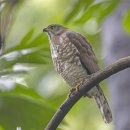 Crested Goshawk 도가머리참매 이미지