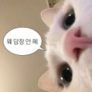 효자동솥뚜껑 상주무양점 | 나의 스물다섯 번째 일기