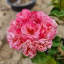 러블리몽 이미지