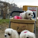 별이&체리 이미지