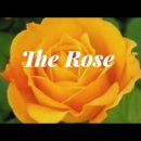 The Rose/베티 미들러 이미지