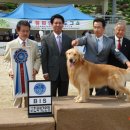 애견전람회 이미지