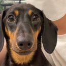 오르치그로치 이미지