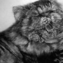 연필세밀화 이미지