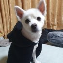 아이센스 블랙라벨PC존 양주덕정점 네이버블로그