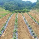 1004농장 이미지