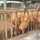 인수목장 이미지