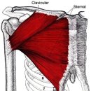 대흉근 임상근육학적 접근 이미지