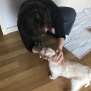 금비켄넬 | [입양후기]금비