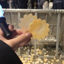 자이언티&원슈타인 블렌딩 콘서트 | 2025년 씽어롱페스티벌 2일차 후기(원슈타인, 자이언티, 타블로)