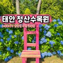 무정농장 | 태안 청산 수목원 수국축제 입장료 알파카 애견동반 수국 개화시기