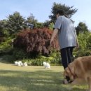 윤석열 대통령 부부 <b>SBS</b> TV동물농장 출연 짤