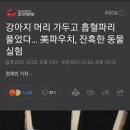 강아지 머리 가두고 흡혈파리 풀었다… 美파우치, 잔혹한 동물실험 이미지