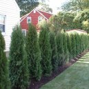 에메랄드그린 이미지