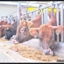 아산칡소영농조합법인 이미지