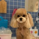 댕댕이의 품격 이미지