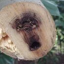 신흥2농장 이미지