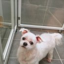 멍스바스 이미지