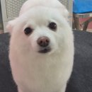 밀독(MILLDOG) 이미지