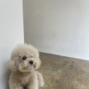 밥스빌리지