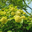 럭키바이오 홀딩스 이미지