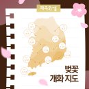 2025년 제주 벚꽃이 물드는 계절, 서귀포시 벚꽃 명소와 제주오성의 만남!
