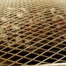 숲속장어구이 이미지