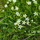 백두산화원 이미지