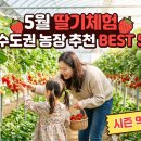 영일농산물 | 5월 딸기체험 수도권 농장 추천 BEST 5 — 시즌 막차 타세요!