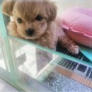 아이도그 이미지