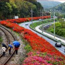 섬진강변 철쭉길 | "푸른 강과 붉은 꽃이 만나는 순간" 곡성 섬진강변 철쭉길 이용정보