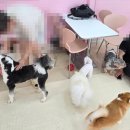 개꿀잼 애견카페 이미지