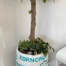 콘크로프트 이미지