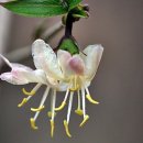 미선농장 2 이미지