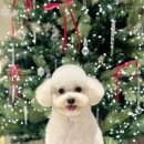 댕댕이모 이미지