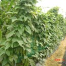 신안농장 이미지