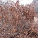 도비산 등산로 이미지