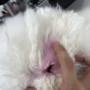 이로운 펫살롱 이미지