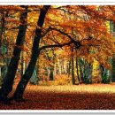 가을 숲으로 가자 이미지