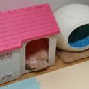 짱구애견하우스 이미지