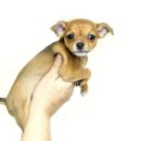 동물을사랑하는사람들 이미지