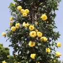 이곡장미공원 이미지