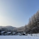 낭만 Dog 이미지