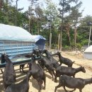 도니 친환경 목장 이미지