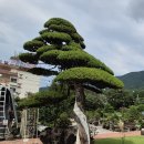 정원의 명가 화수목카페