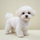 댕댕이묭실 이미지