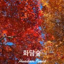 숲실제3농로 | 곤지암 화담숲 단풍 절정 시기 2025 실시간 후기 방문팁 대방출