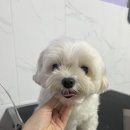 멍쌤 펫 살롱 이미지