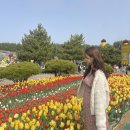 가마치통닭 태안점 | 20230416 주간일기/ 쏠메이트 적금/ 슬로우캘리/ 태안튤립축제/ 바다가 되고 싶은 비/ 오늘도 이상한...