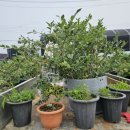 대주2농장 이미지